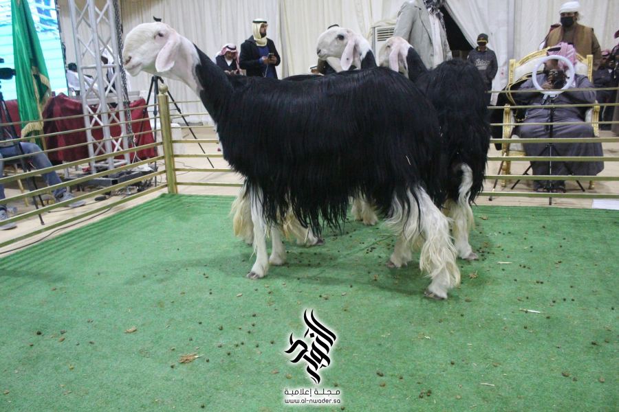 مهرجان الأنعام الأول بحفر الباطن ( مسابقة نوادر النجد ) عام1443هجري